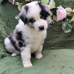 Cilantro - Blue merle male Miniature American Shepherd puppy in Springfield, Missouri from Sunrock Kennel