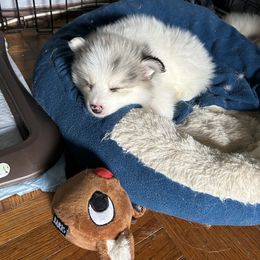 SummerLynn - Merle Pomsky puppy in Bronx, New York from DeLeon’s Wolfpack Pomsky’s