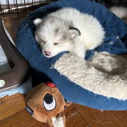 SummerLynn - Merle Pomsky puppy in Bronx, New York from DeLeon’s Wolfpack Pomsky’s