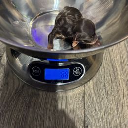 Boy 3 - Chocolate and tan male Yorkshire Terrier puppy in Knoxville, Tennessee from Little Yorkie Company