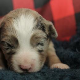 Hershey - Blue merle female Miniature Australian Shepherd puppy in Kissee Mills, Missouri from Clinkenbeard Kennel