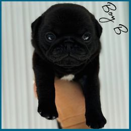 Boy B - Black male Pug puppy in Sarasota, Florida from Wicked Kennel