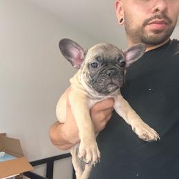 Light Blue - Brindle and white male French Bulldog puppy in Anaheim, California from Brightest Days Ahead