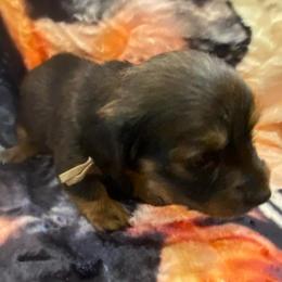 MIRA - Black and tan female Dachshund puppy in Elizabethtown, Kentucky from Teeny Tiny Puppy Tails