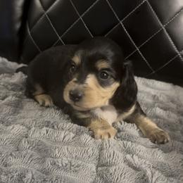 Riley - black and cream dapple girl - Dapple female Dachshund puppy in Cutler Bay, Florida from Dadecounty’s Dachshunds