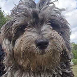 Maltipoo puppies from Mosaic Merle Doodles