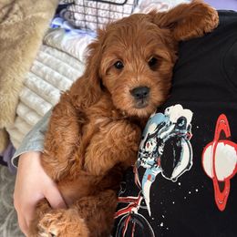 Roz - Red  female Goldendoodle puppy in Herriman, Utah from Gypsi Doodles & Poodles LLC.