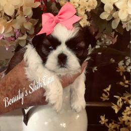 Sold- going home to be loved by Jessie - Red and white female Shih Tzu puppy in Manteca, California from Beauty's Shih Tzu (California)