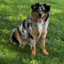 Gwen - Blue merle female Australian Shepherd puppy in Tyner, Kentucky from Lil’ Town Aussies