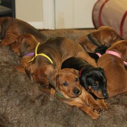 German Pinscher Puppies from Immer Treu German Pinschers