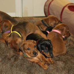 German Pinscher Puppies from Immer Treu German Pinschers