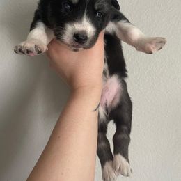 Siberian Husky Puppies from OAZS Pups