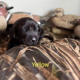 Yellow collar, female - Yellow female Labrador Retriever puppy in Moore, Oklahoma from Okiehuntinboyz Labrador Retrievers