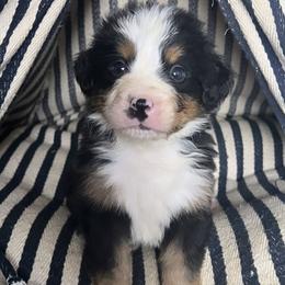 Bernese Mountain Dog Puppies from Blue Ridge Bernese