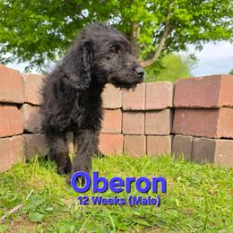 Oberon - Black male Labradoodle puppy in Genoa City, Wisconsin from Sakura Pups