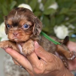 Sashimi boy - Tri-color male Cavalier King Charles Spaniel puppy in Yuciapa, California from AlltheDoodlez_
