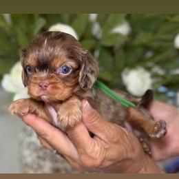 Sashimi boy - Tri-color male Cavalier King Charles Spaniel puppy in Yuciapa, California from AlltheDoodlez_