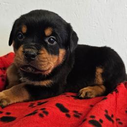 Female 5 Red - Black and rust female Rottweiler puppy in Aspers, Pennsylvania from Vom Uberlegenen Rottweilers