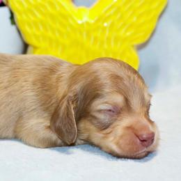 Lance - Cream male Dachshund puppy in Bellville, Ohio from JK Mini Doxies
