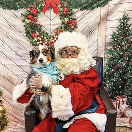 Miniature American Shepherd All Grown Up from Fergie's Mini American Shepherds