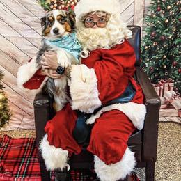 Miniature American Shepherd All Grown Up from Fergie's Mini American Shepherds