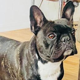 Boston Terriers and French Bulldogs from LEB