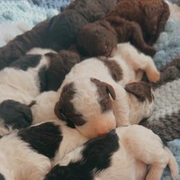 Twix - Parti male Goldendoodle puppy in Cross, South Carolina from DoodleDandy & Danes