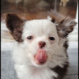 Chihuahua puppies from Golden State Chihuahuas
