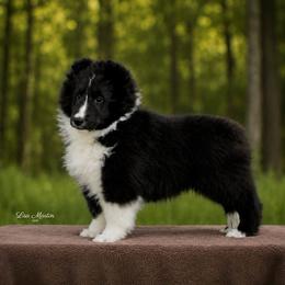 Jr - Black and white male Shetland Sheepdog puppy in Springtown, Texas from Sassy Shelties