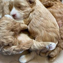Aussiedoodle and Goldendoodle Puppies from Dandy Doodle Ranch