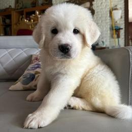 Roo - White male Great Pyrenees puppy in Murfreesboro, Tennessee from Storybook Tails Farm
