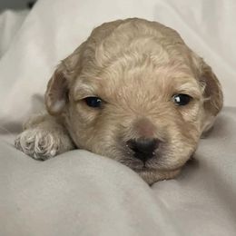 Goldendoodles from Curry Doodles