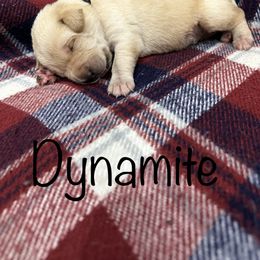 Boy 2 - Yellow Labrador Retriever puppy in Moyock, North Carolina from Rose Breyer Retrievers