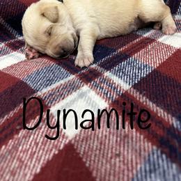 Boy 2 - Yellow Labrador Retriever puppy in Moyock, North Carolina from Rose Breyer Retrievers