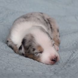 Australian Shepherd Puppies from Indigo Grove Aussies
