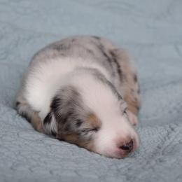 Australian Shepherd Puppies from Indigo Grove Aussies