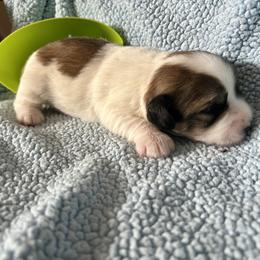 Oaks - Tri-color male Coton de Tulear puppy in Provo, Utah from New Canyon Havanese & Coton Puppies