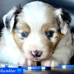 Gambler - Blue merle male Miniature Australian Shepherd puppy in Powell Butte, Oregon from Willow Lane Ranch