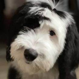 Sheepadoodles from Ruby of Idaho