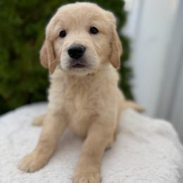 Black Collar Boy - Golden male Golden Retriever puppy in Salt Lake City, Utah from Deseret Peak Goldens