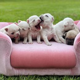 French Bulldogs from Standard Frenchies