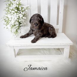 Jamaica - Merle female Goldendoodle puppy in from Pink Poodles and Doodles