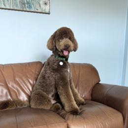 Goldendoodle and Poodle Puppies from Florida Coast Golden Doodles