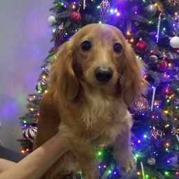 Max - Dachshund
