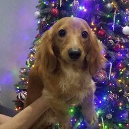 Max - Dachshund
