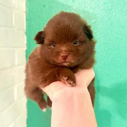Jimothy - Chocolate male Pomeranian puppy in Stroud, Oklahoma from Laik’s Little Shihtz & Poms