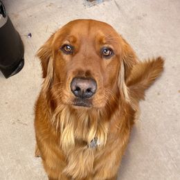 Jessica - Golden Retriever