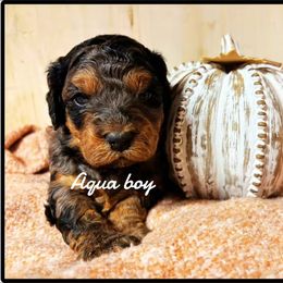 Aqua boy - Merle male Bernedoodle puppy in Mesa, Colorado from Bailey Doodles
