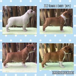 Staffordshire Bull Terrier Puppies from Rockstaff Staffords