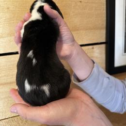 Male 5 - Black brown and white male Basset Hound puppy in Lindley, New York from Hill Top Basset Hounds & Cane Corso
